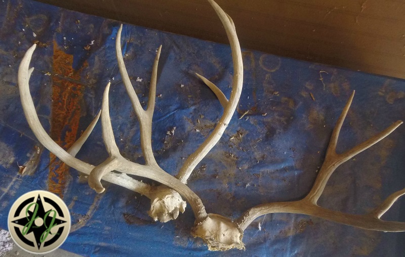 2 sets of deer horns